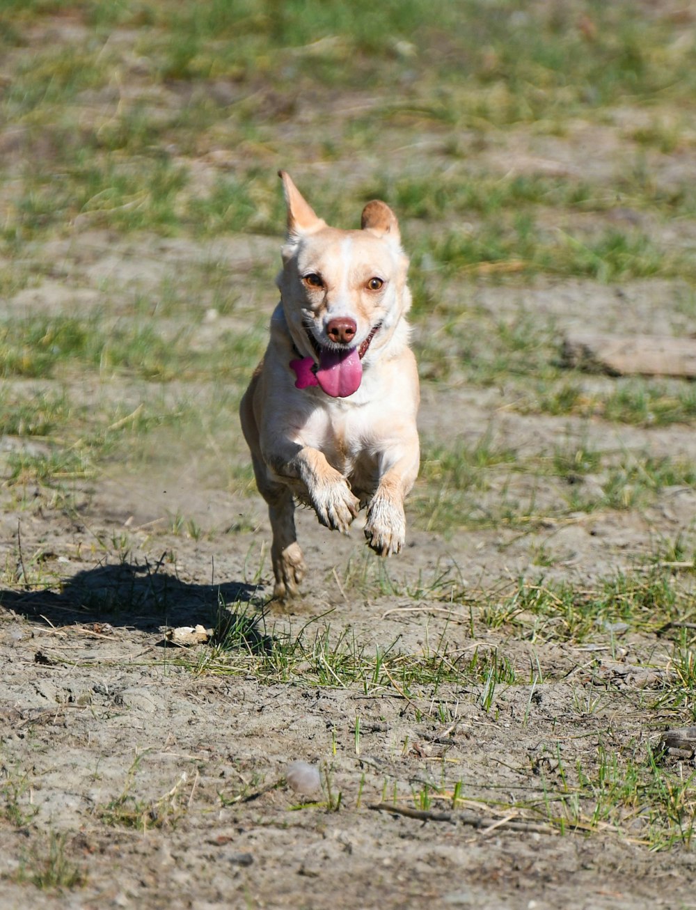 a dog running in a field