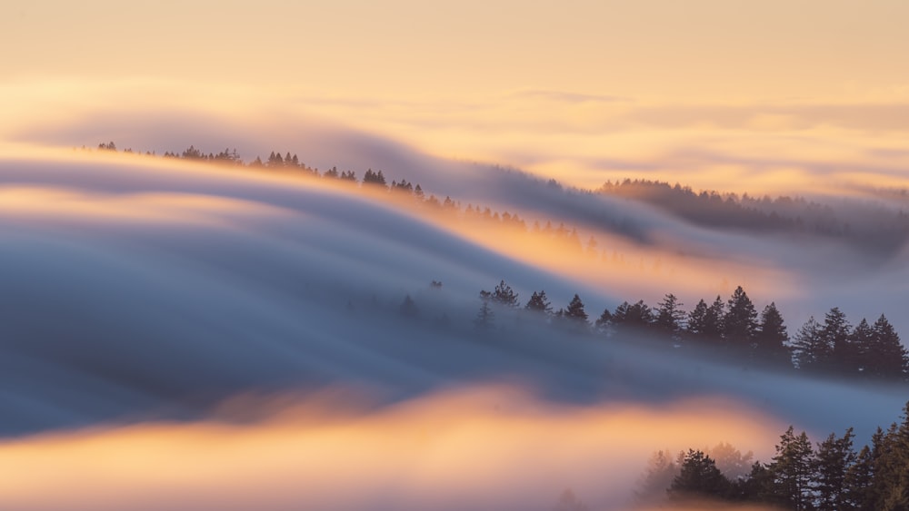 a foggy landscape with trees