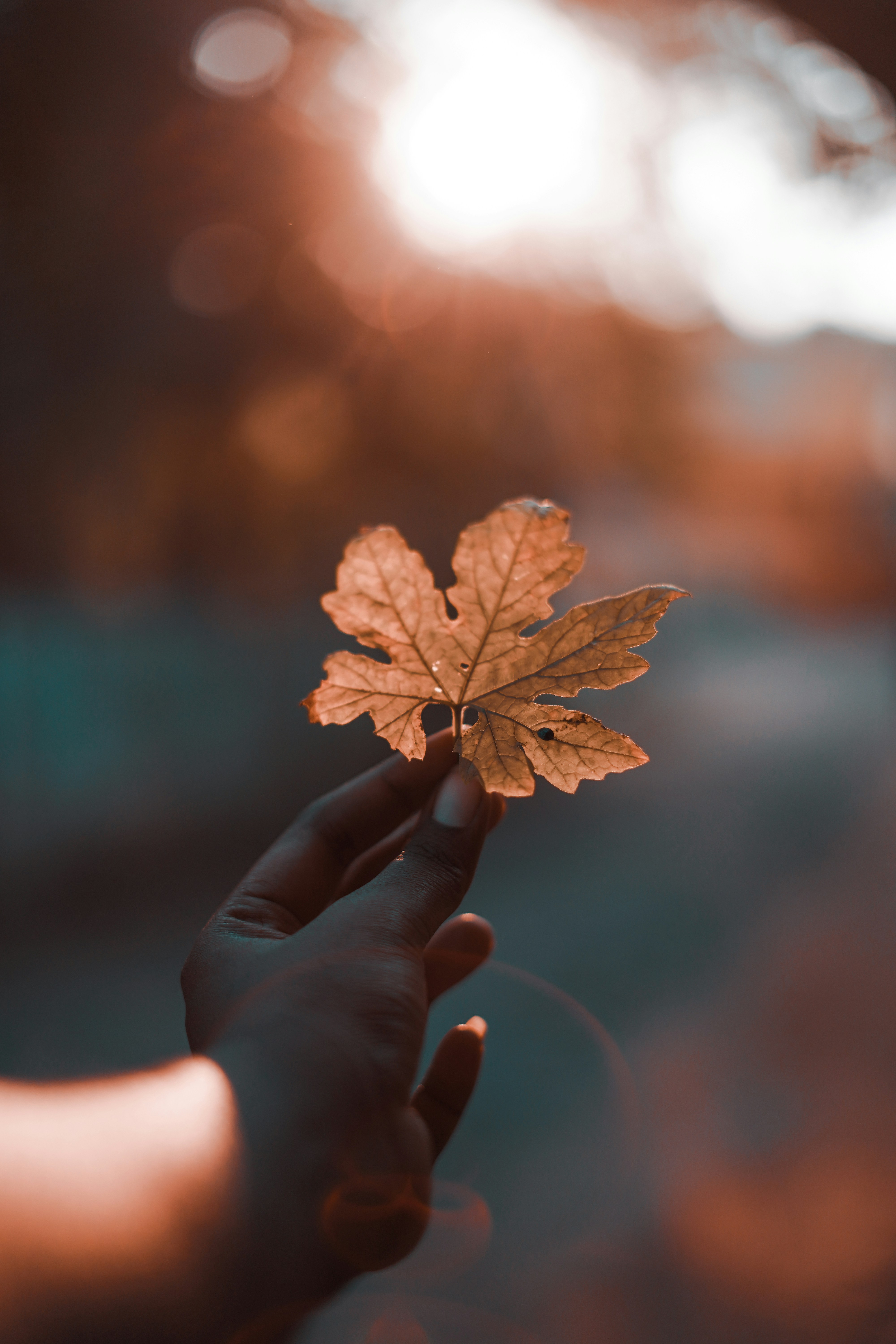 a hand holding a leaf