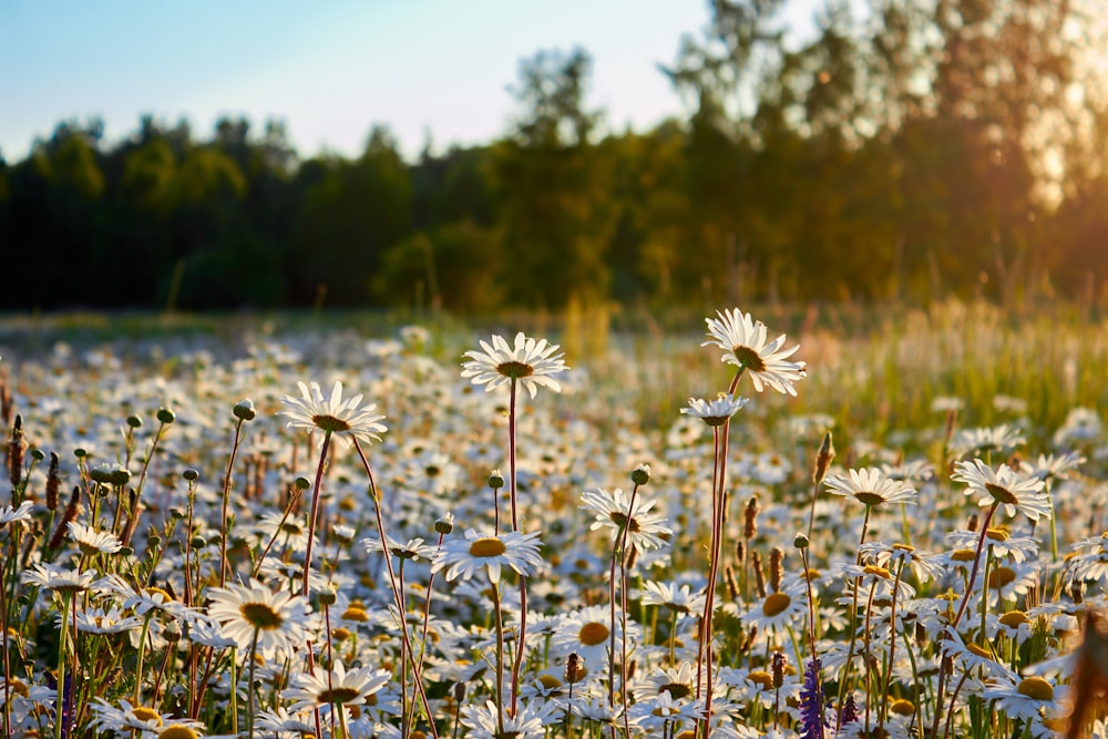 a field of flowers