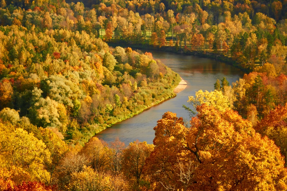 a river with trees around it