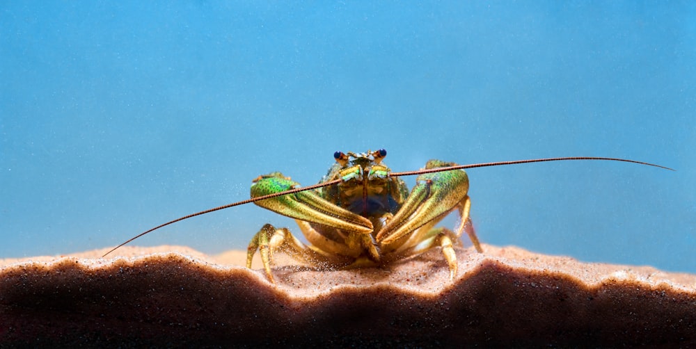 a couple of green grasshoppers on a rock