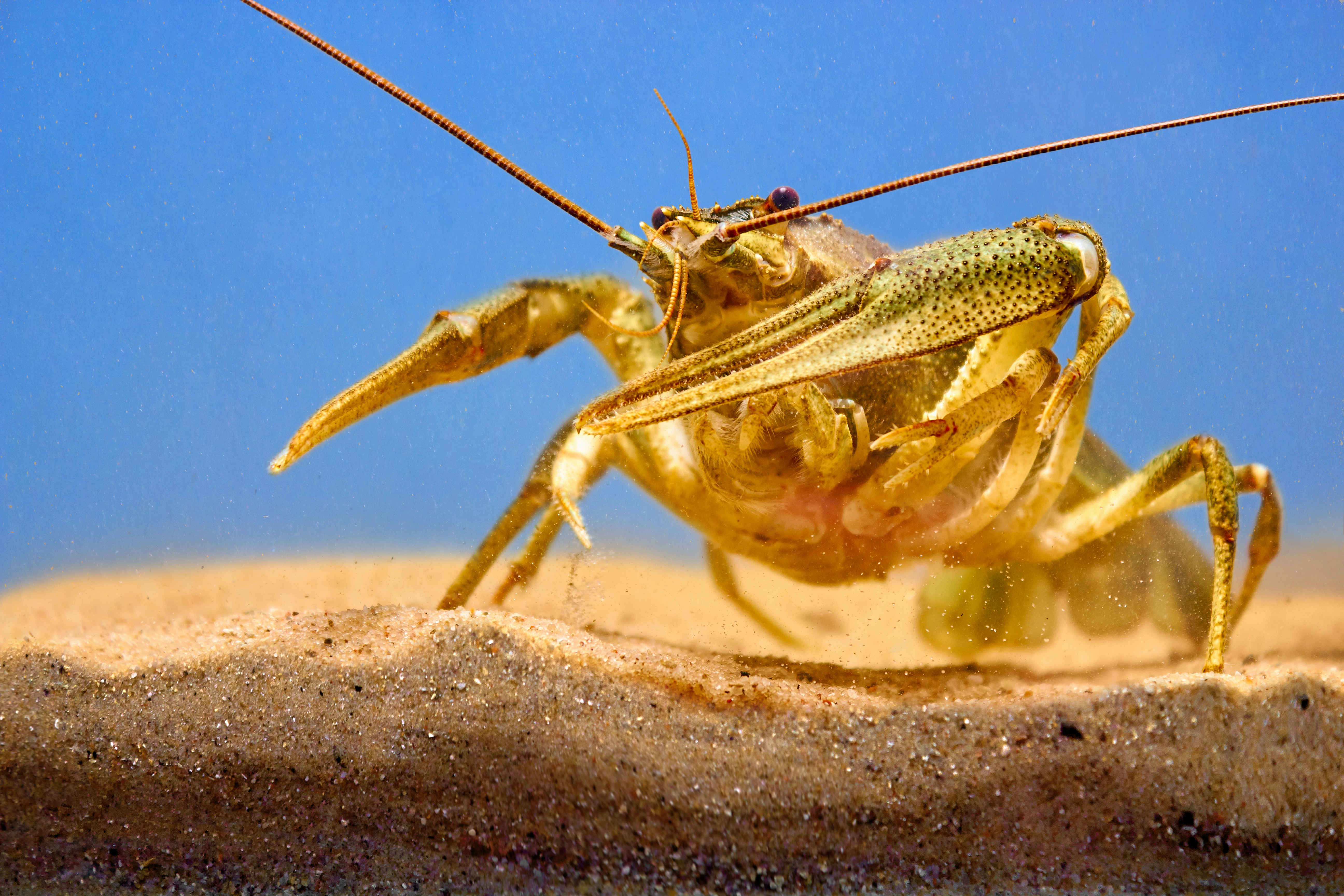 Crayfish guarding in aquarium glass fish tank on blue water background