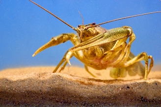 A close-up view of a crayfish or similar crustacean walking on a sandy surface underwater, with prominent claws and antennae extended against a clear blue background.