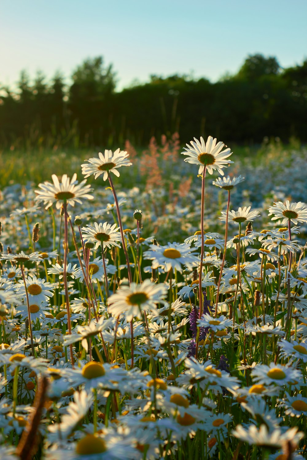 a field of flowers