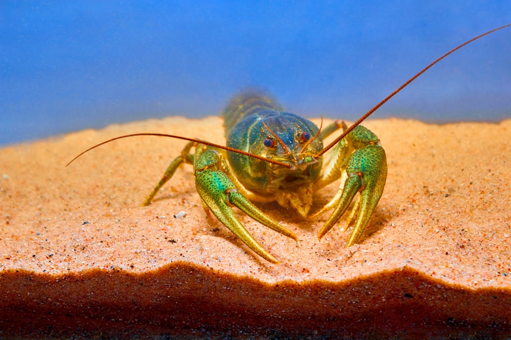 a green insect on a red surface