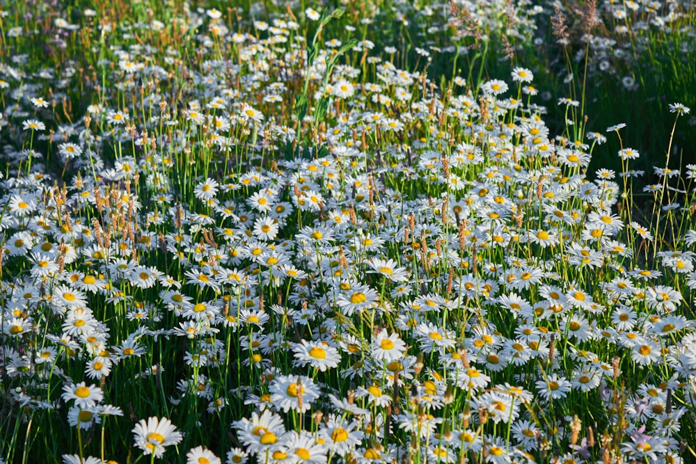 a field of white and yellow flowers