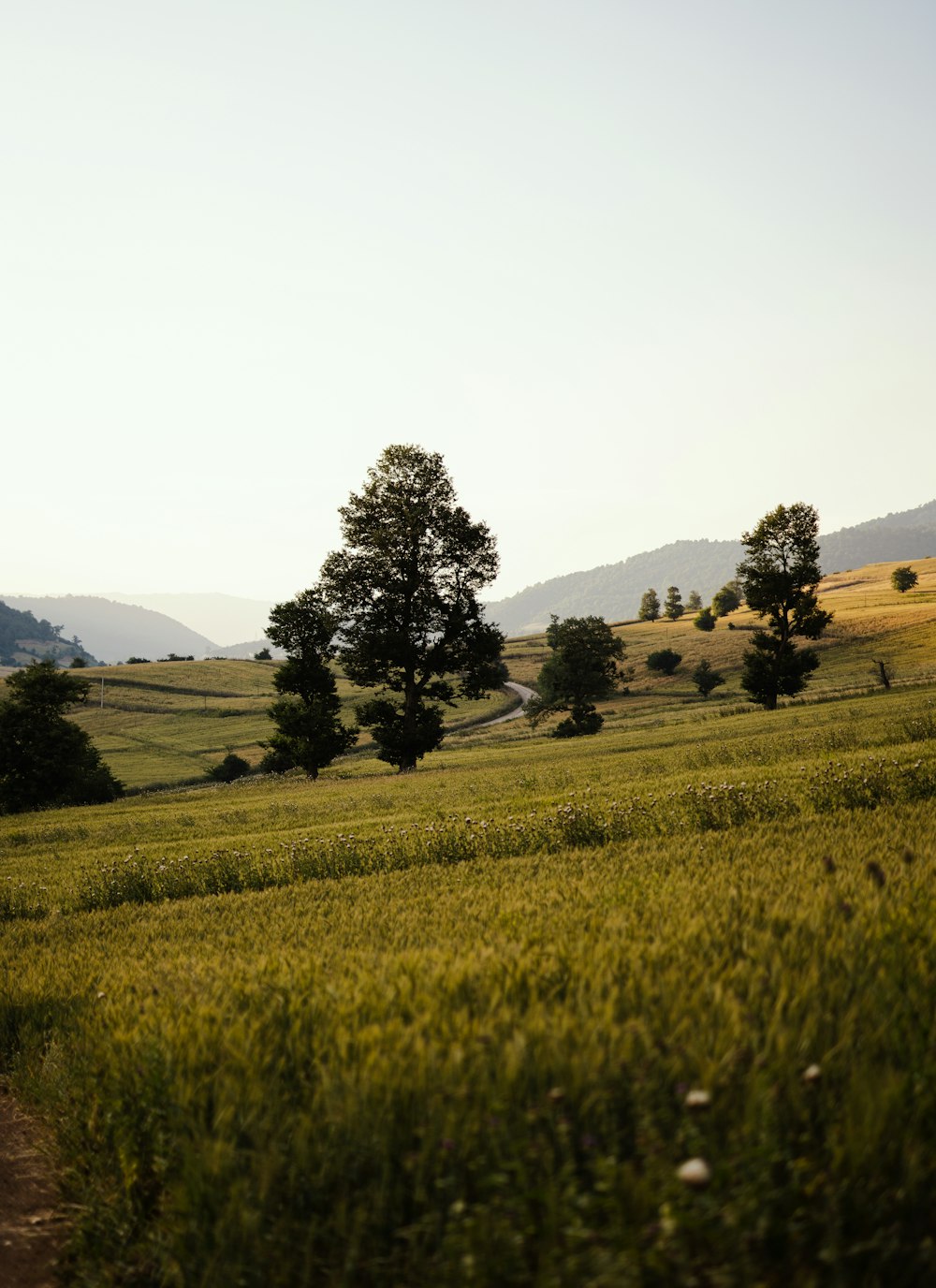 a field of green grass with trees