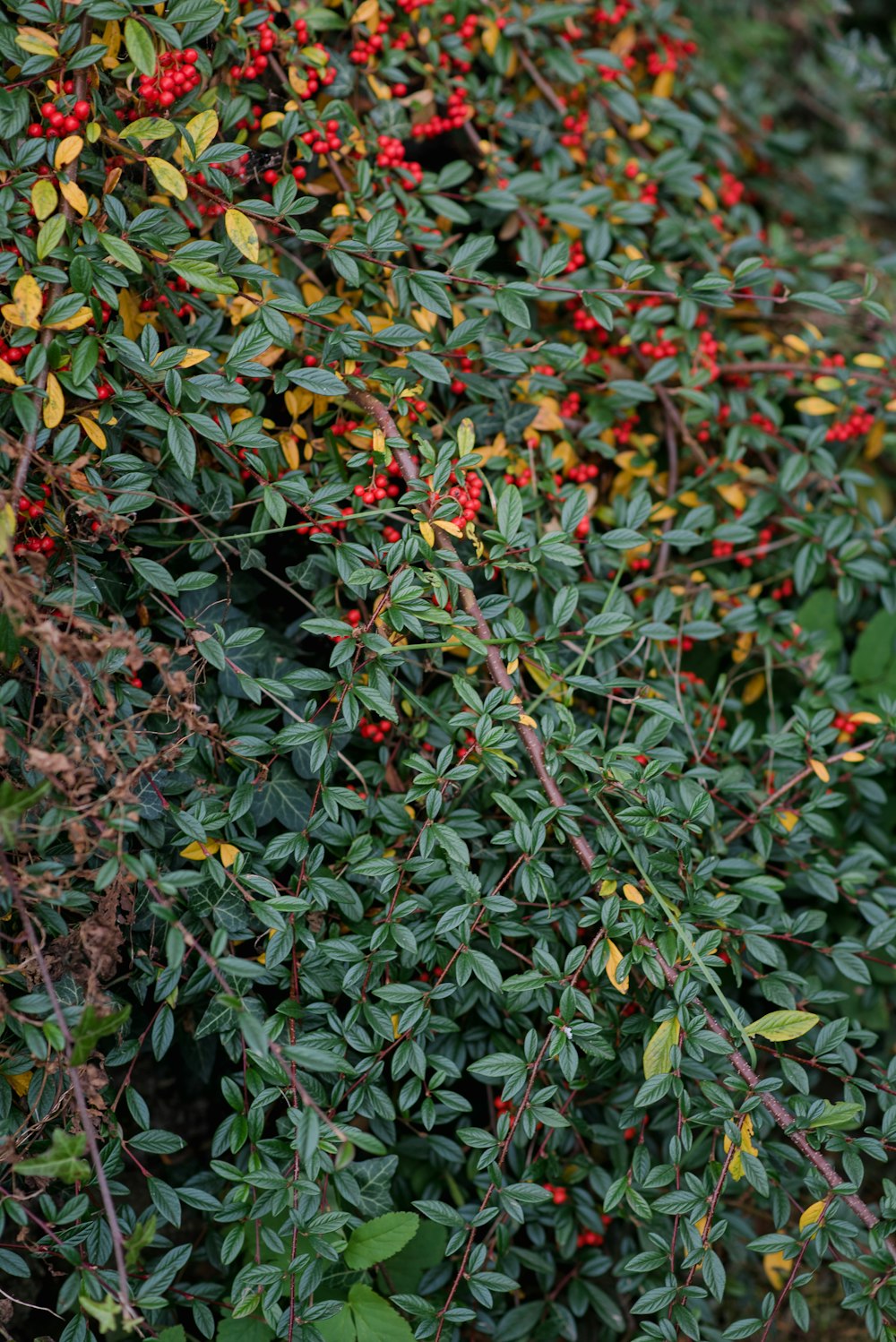 Un arbusto con flores rojas