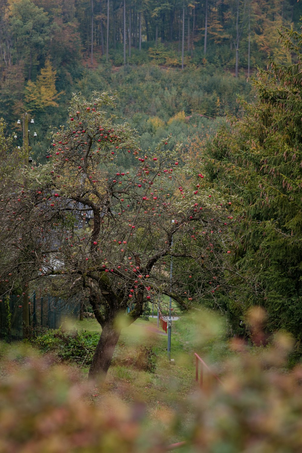 a tree in a forest