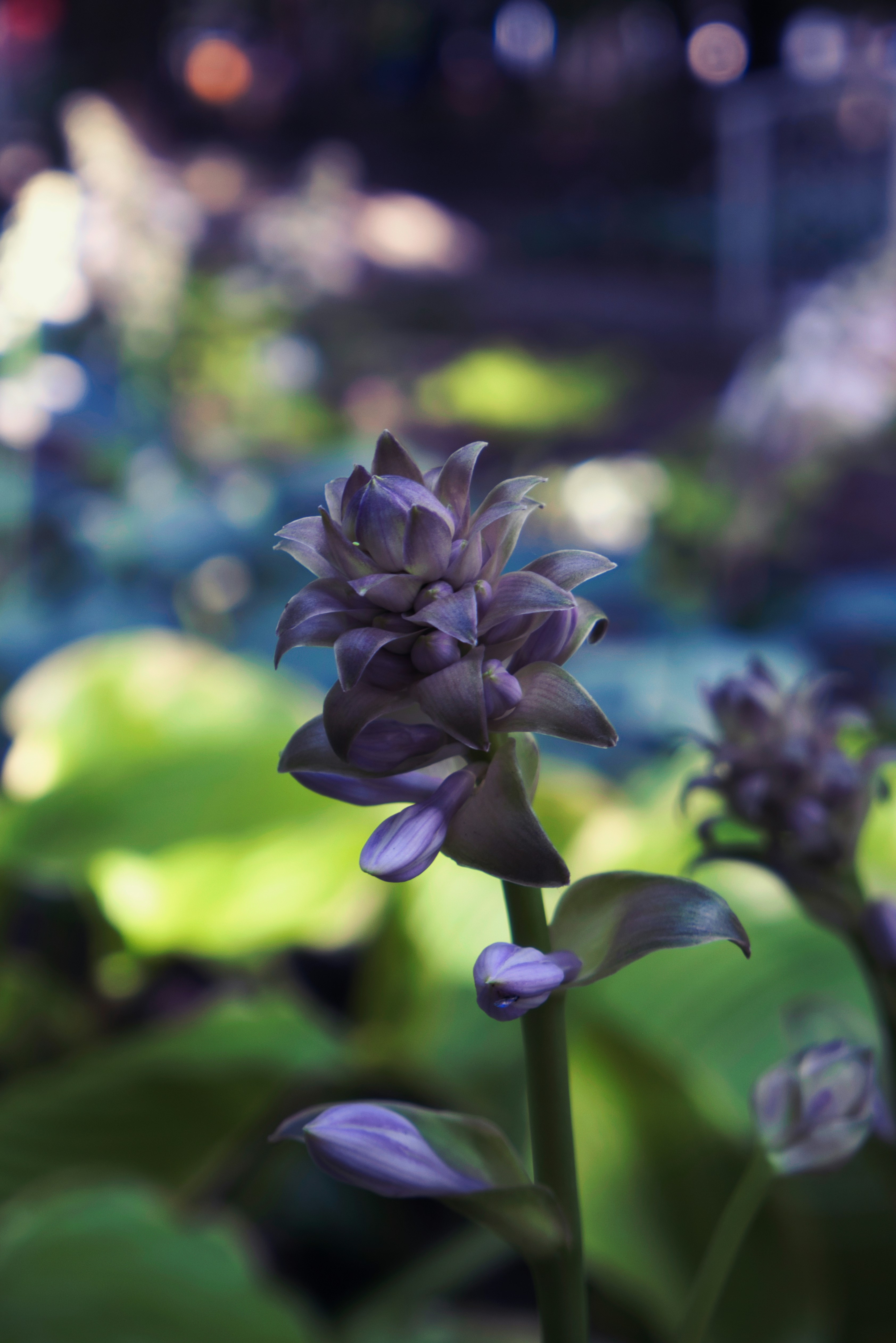 a close up of a purple flower