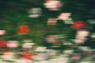Abstract motion blur of red and white flowers against a dark green background