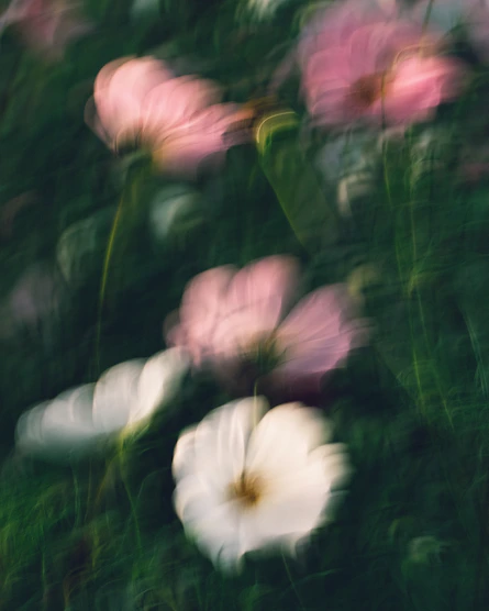a group of pink flowers
