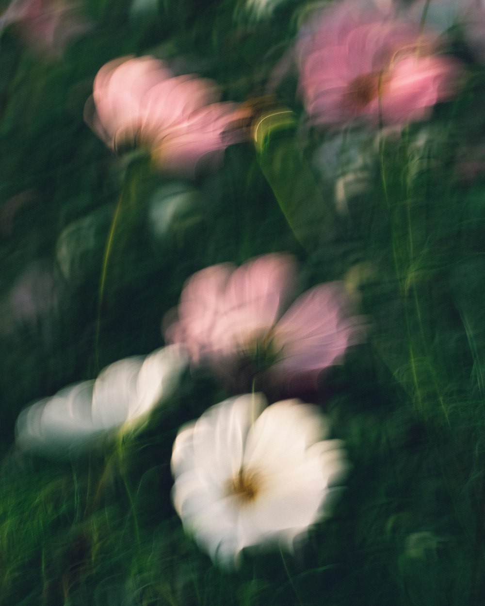 a group of pink flowers