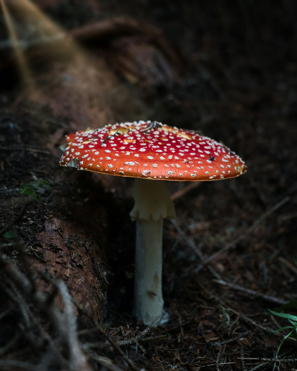 un hongo rojo y blanco