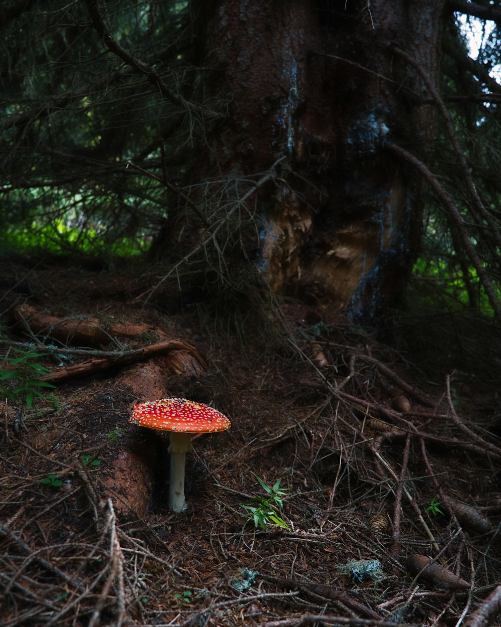 a mushroom growing in the woods