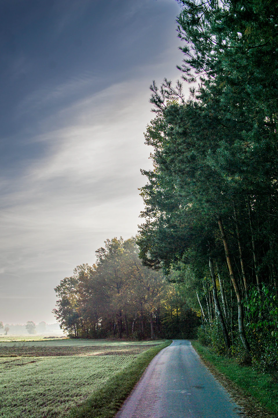 The image depicts a serene rural landscape with a winding road cutting through it, flanked by lush green trees on both sides. The sky above is a clear blue, dotted with fluffy white clouds that cast soft shadows over the scene. On the left side of the road, there are several trees standing tall and proud, their leaves rustling gently in the breeze. The road itself is a vibrant shade of red, contrasting beautifully against the greenery around it.