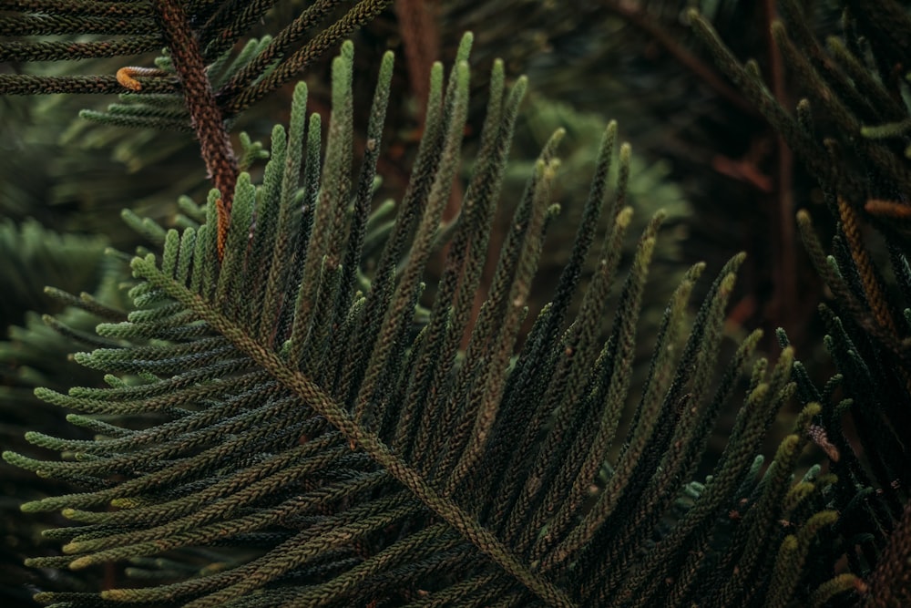 a close up of a plant