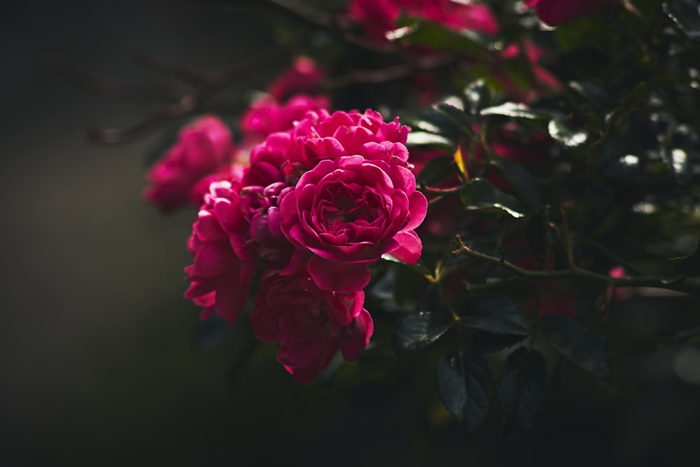 a close up of a flower