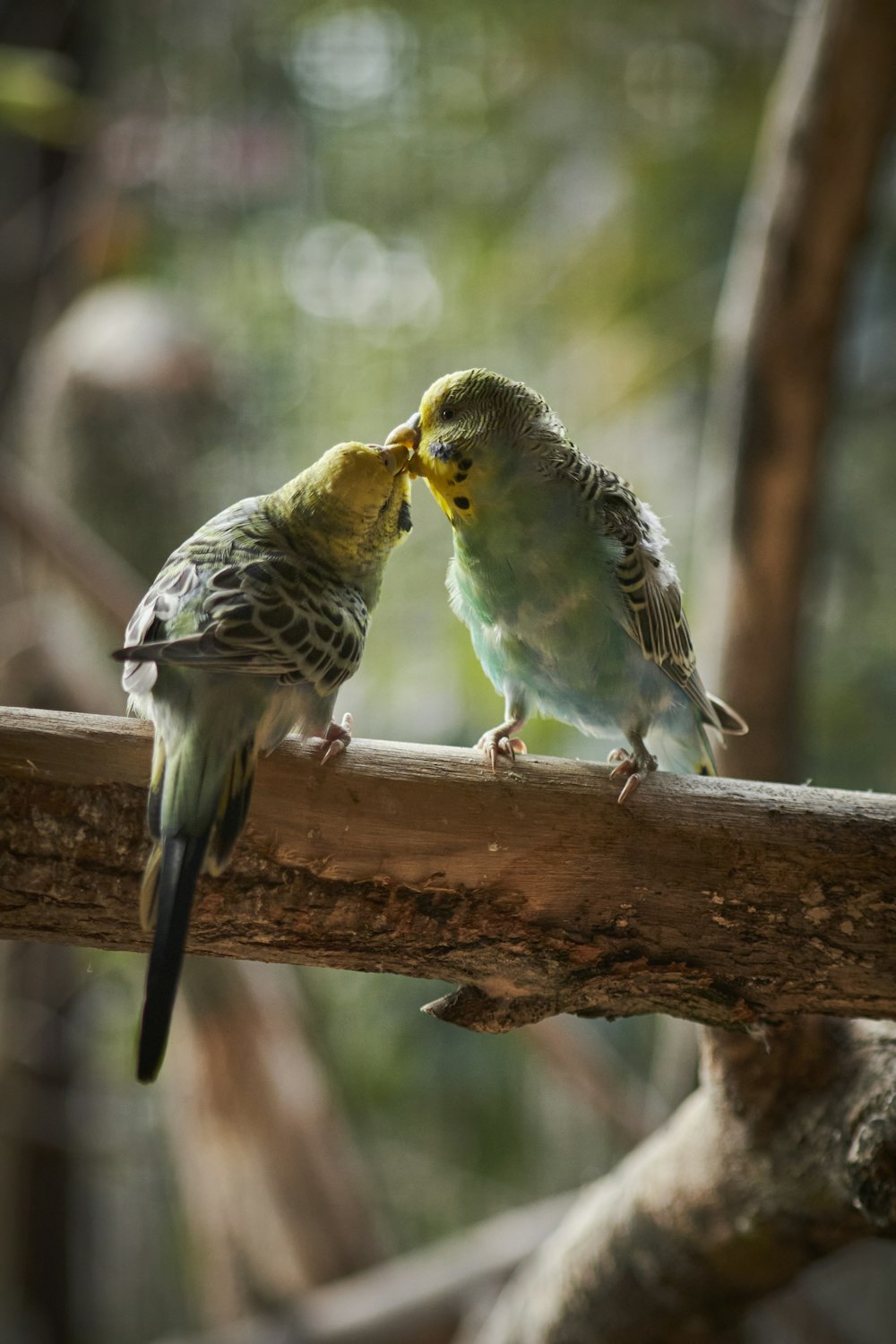 a couple of birds on a branch