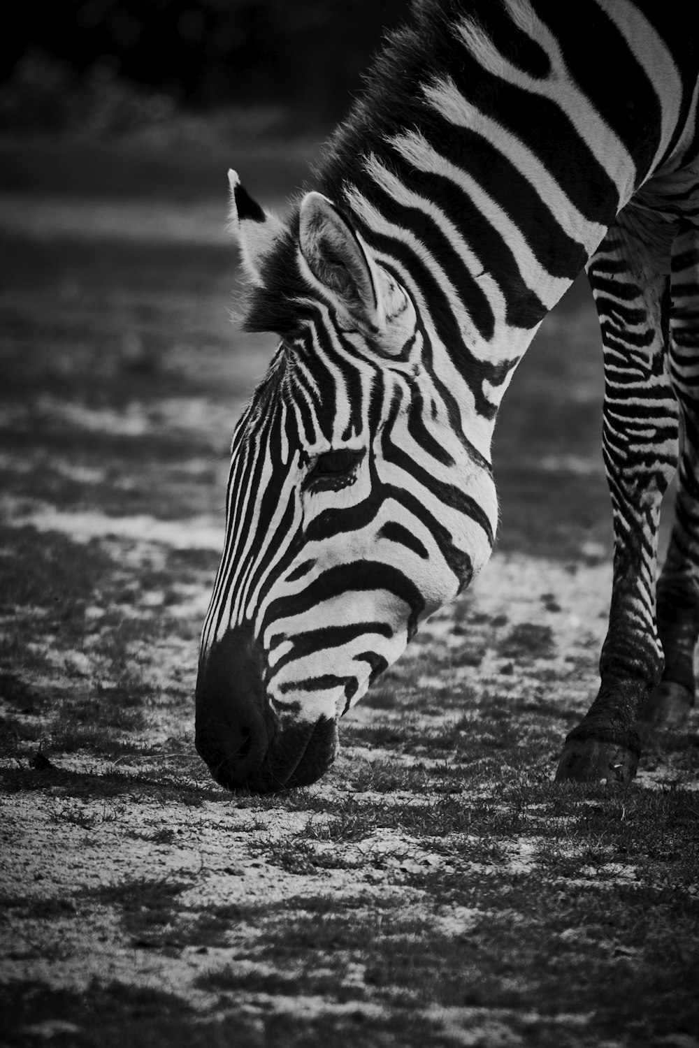 a zebra standing in the grass