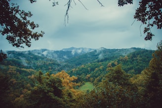 Vivid fantasy landscape with sprawling forests and mystical lighting crafted for immersive gameplay.