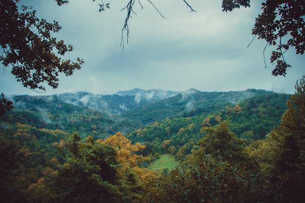 Vivid fantasy landscape with sprawling forests and mystical lighting crafted for immersive gameplay.