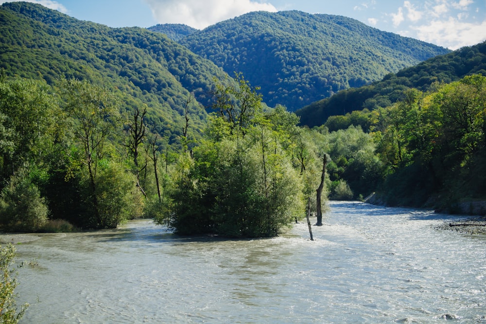 a river with trees on the banks