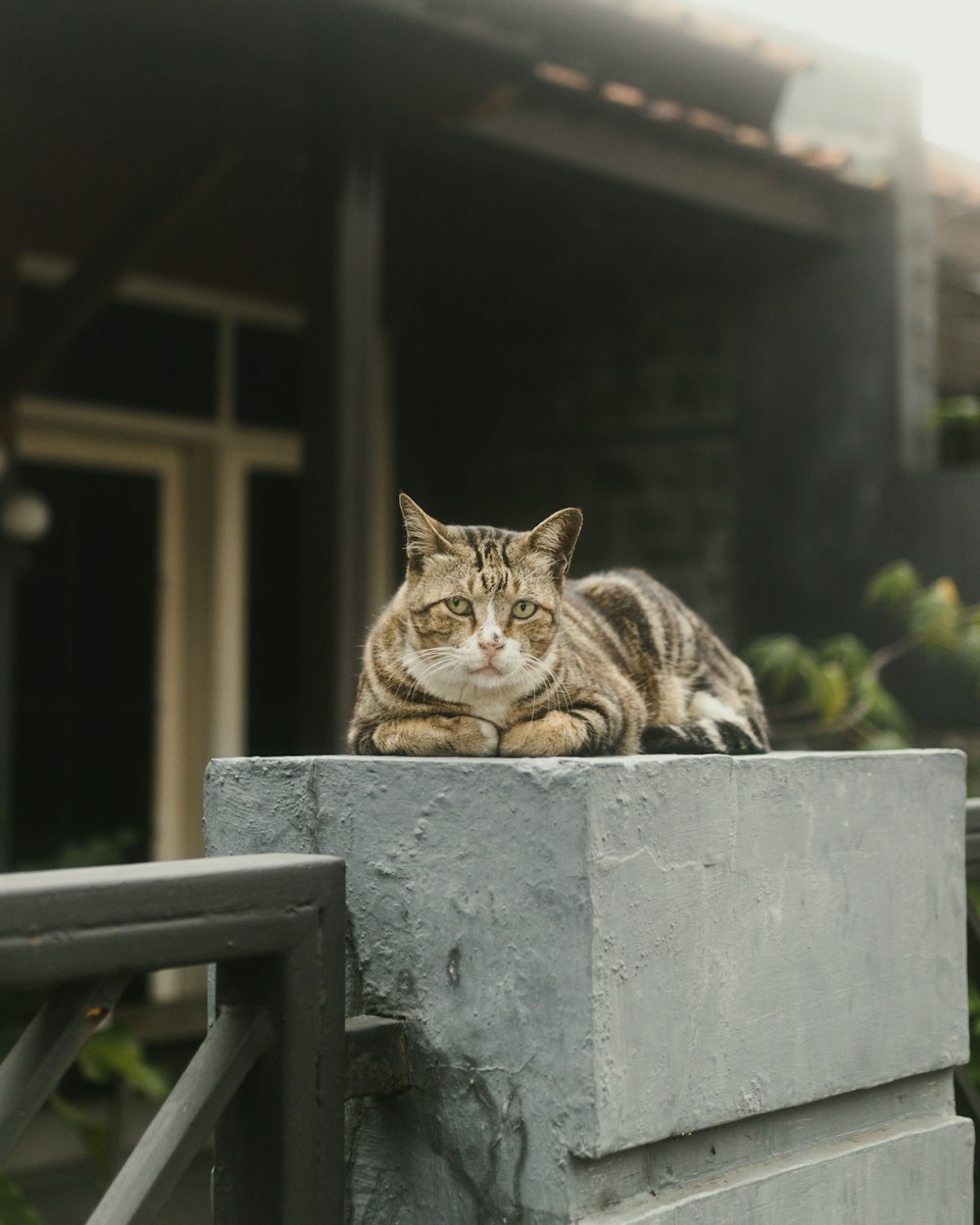 a cat sitting on a bench