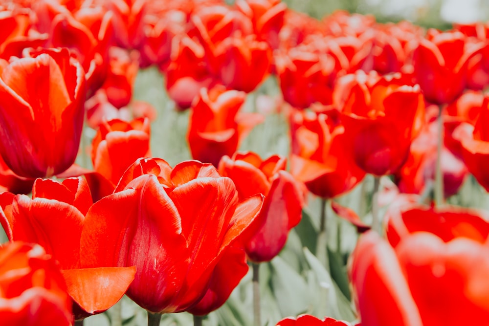 a group of red flowers