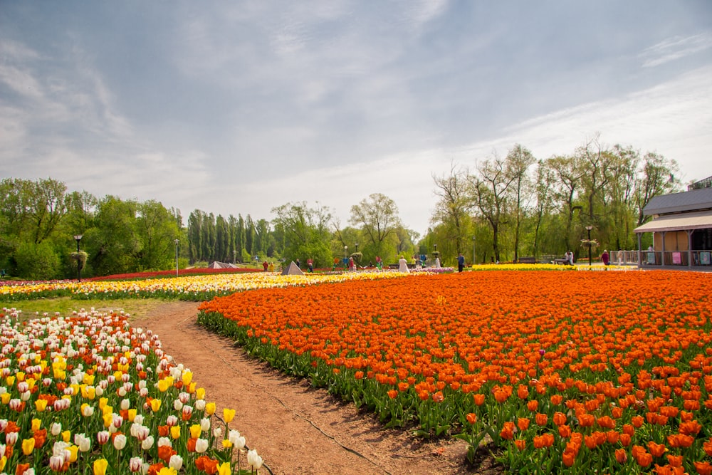 a field of flowers