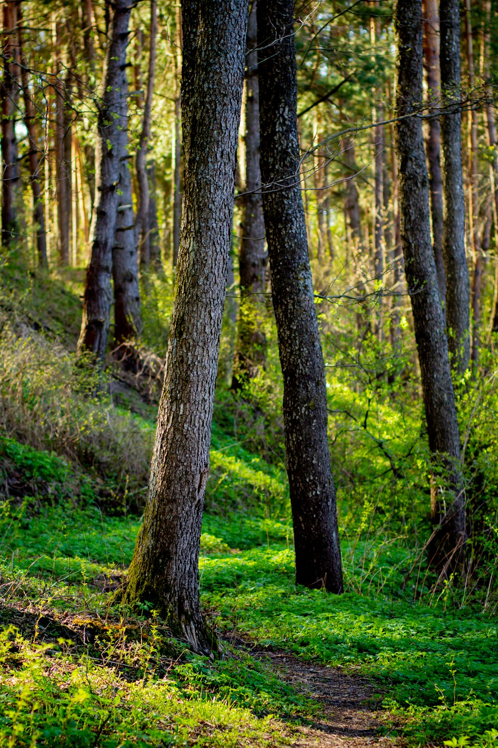 a path through a forest