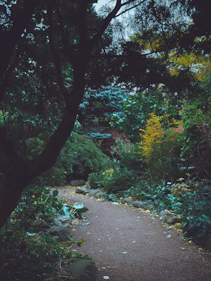 A winding path through a lush garden inviting a mindful walk.