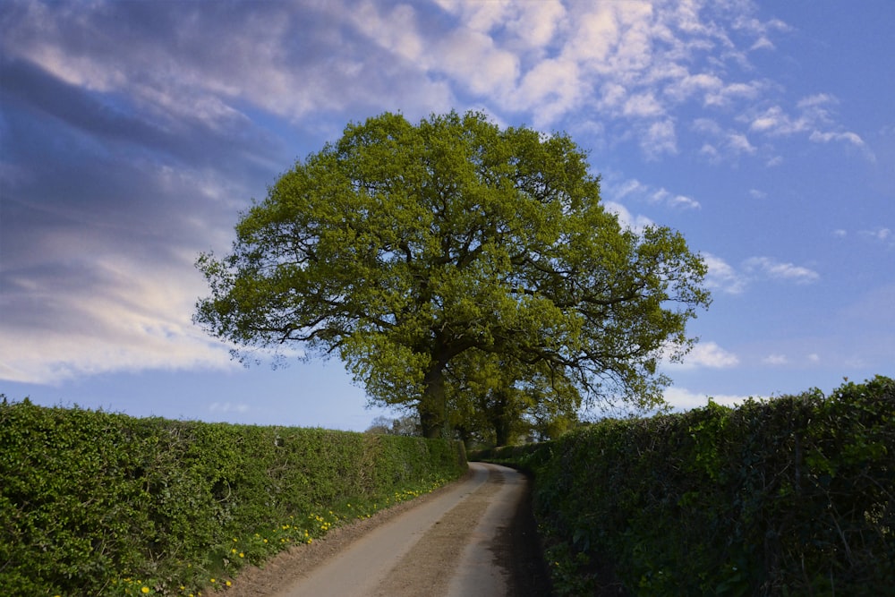 a tree on a road