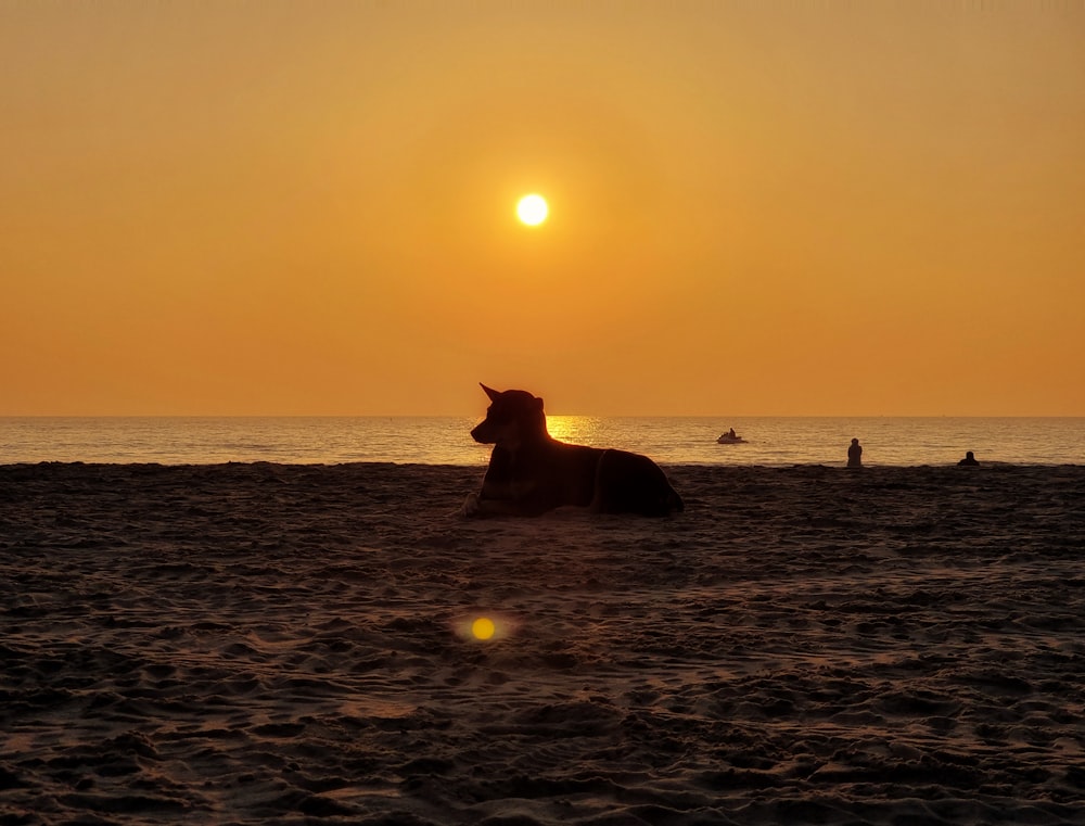 a horse sitting on a beach