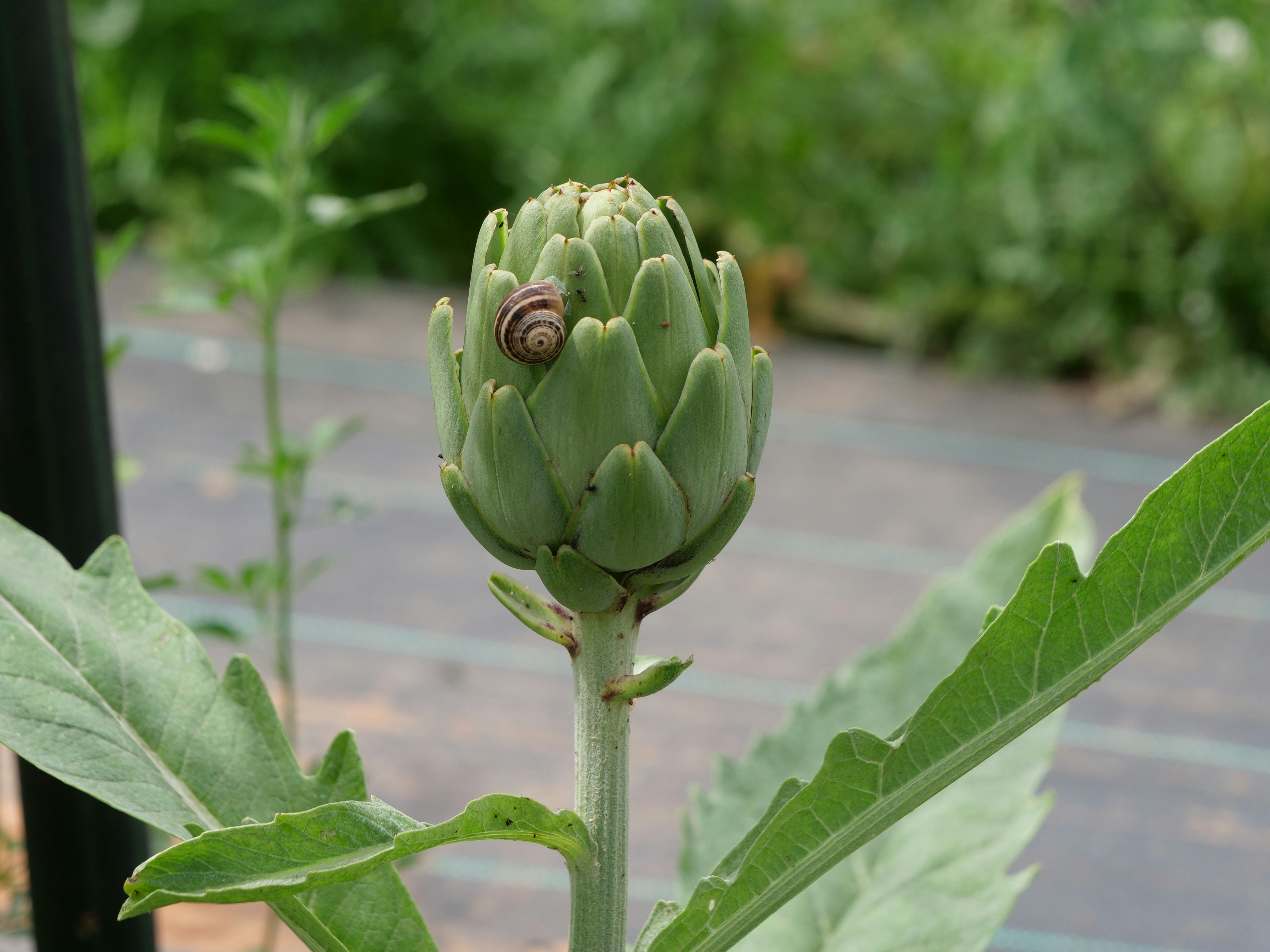 From Seed to Sale: Integrating SMM Panels and Micro-Influencers for Maximum TikTok ROI in 2025