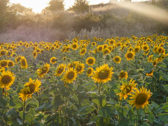 a field of sunflowers