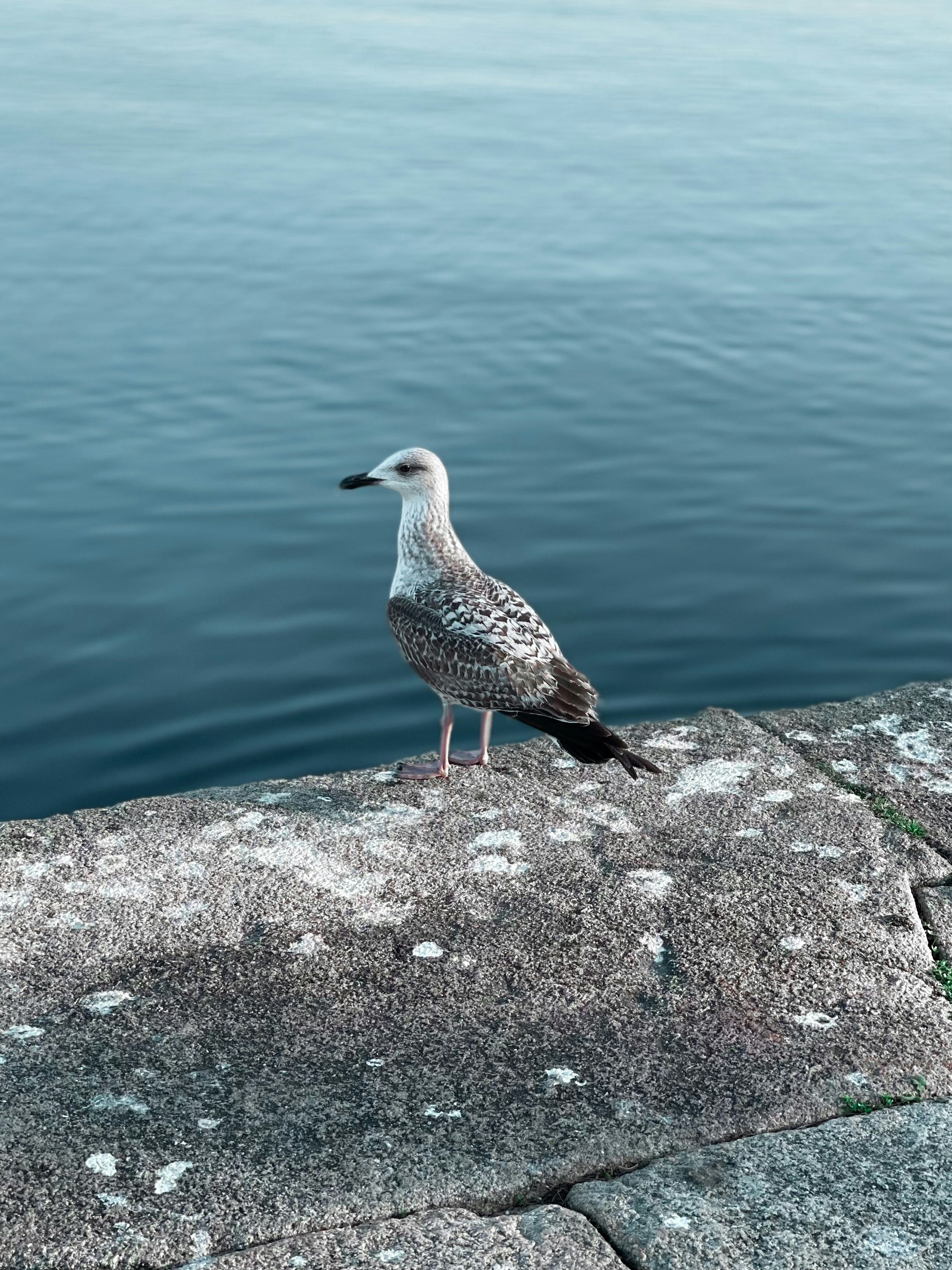 Photo by afonsoduartemarques