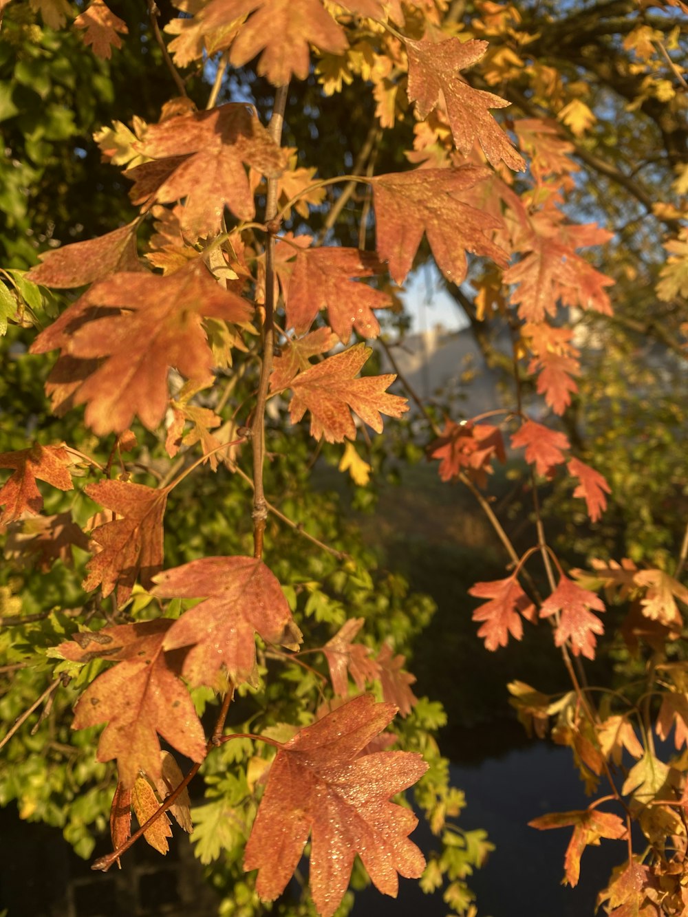 a group of colorful leaves