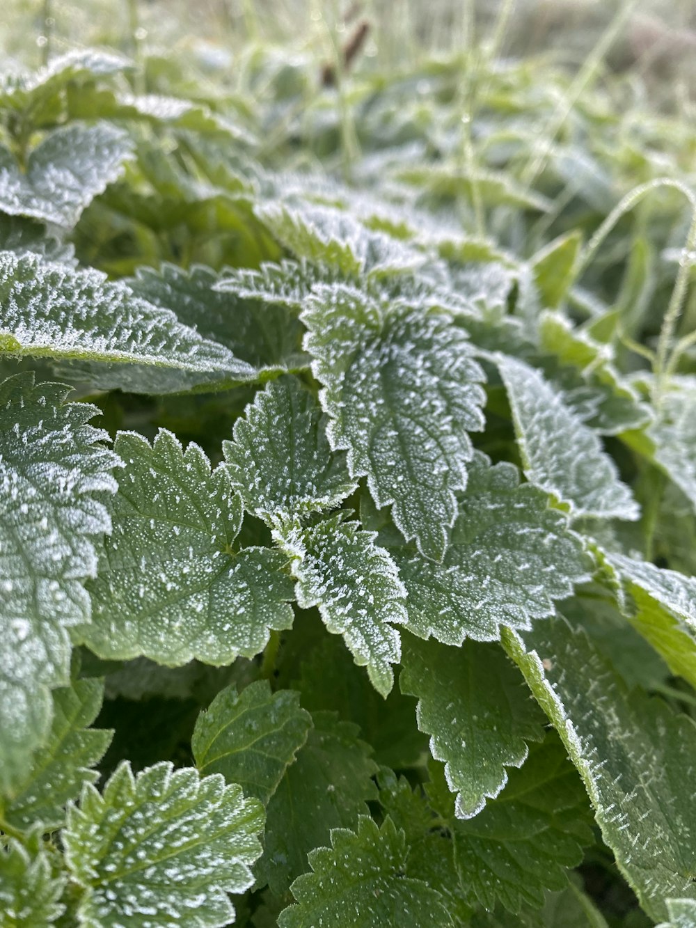 a close-up of some leaves