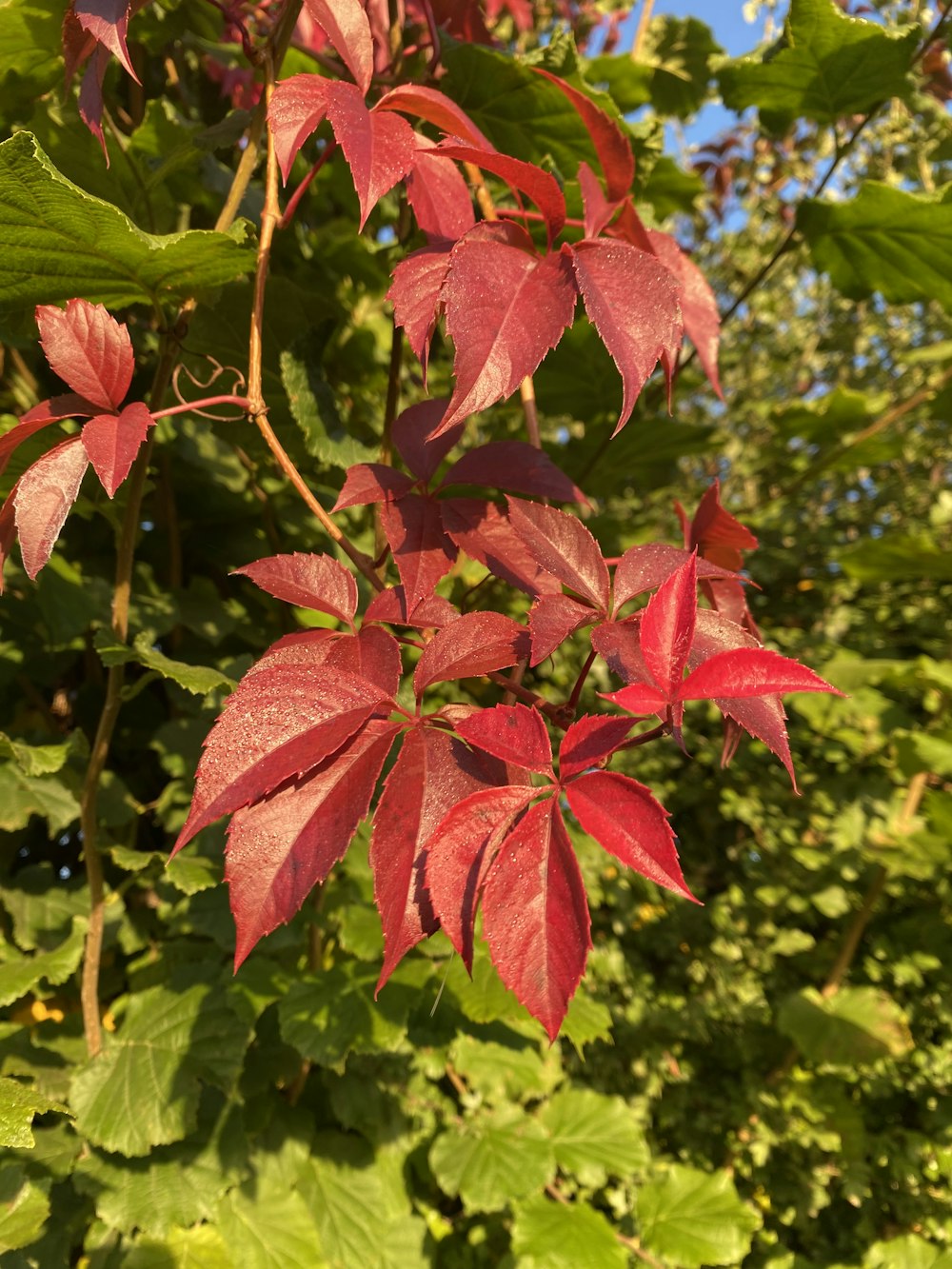 a close up of a plant