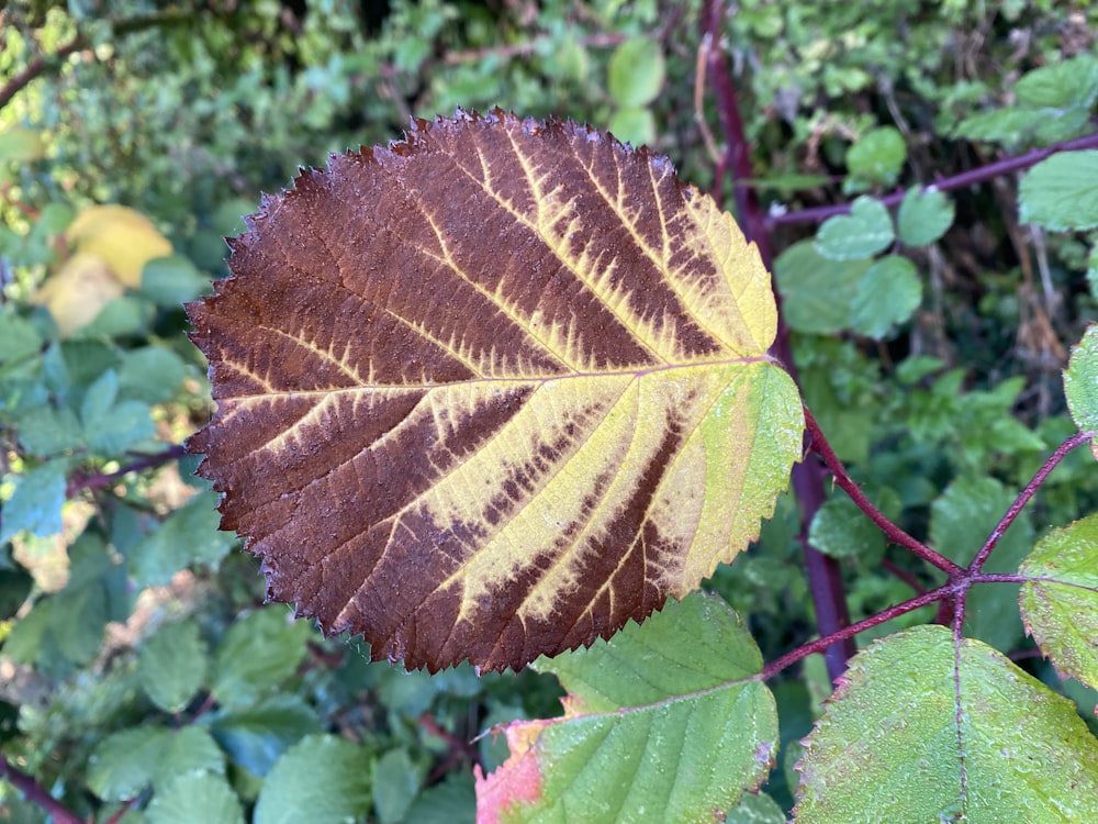 a brown leaf on a plant