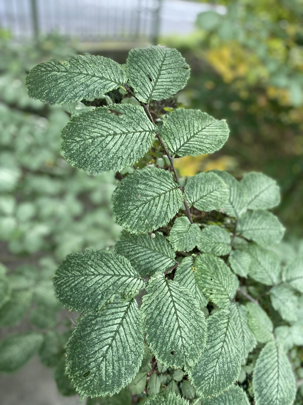 a close up of a plant