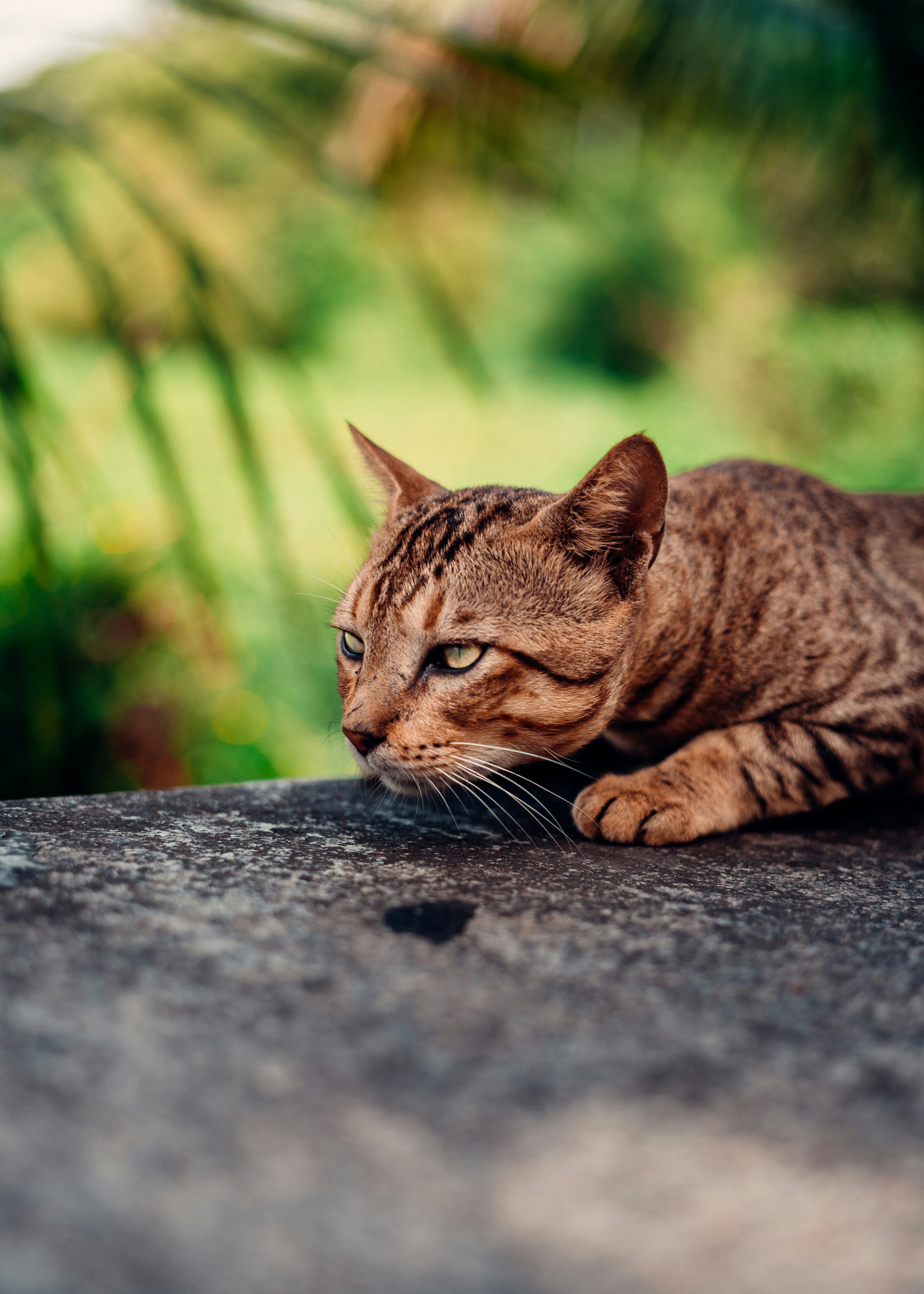 Photo by viditgoswami