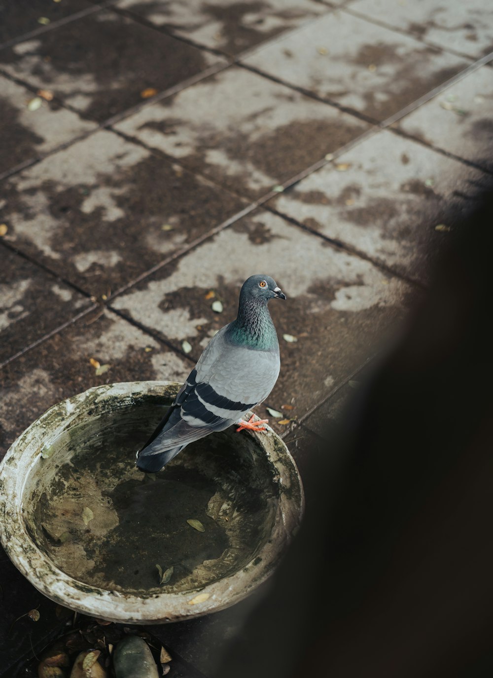 a bird sitting on a bird bath