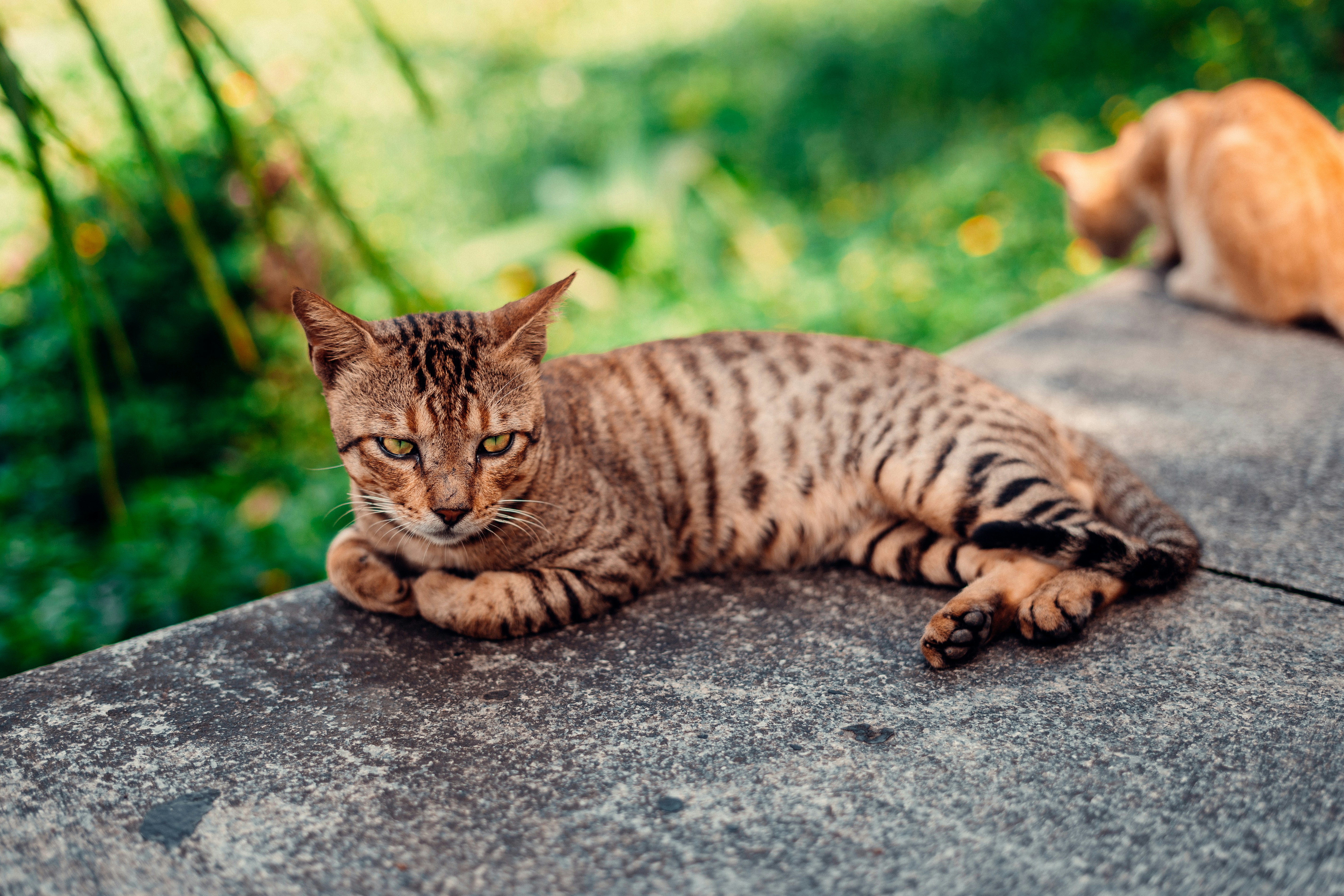 a cat lying on a rock