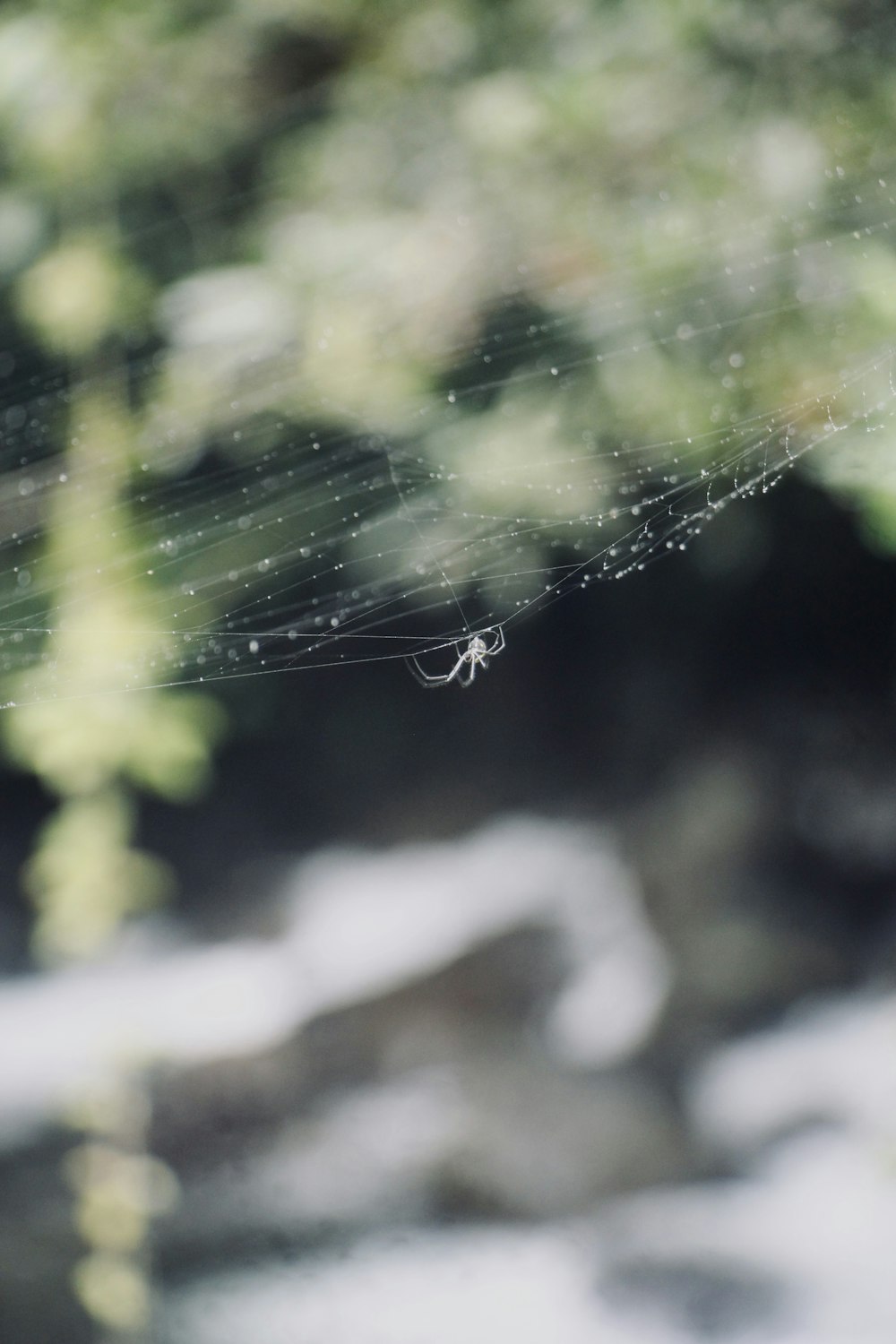 a close up of a spider