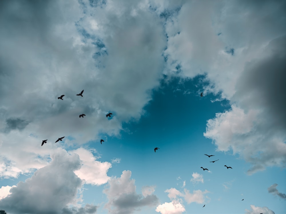 a group of birds flying in the sky