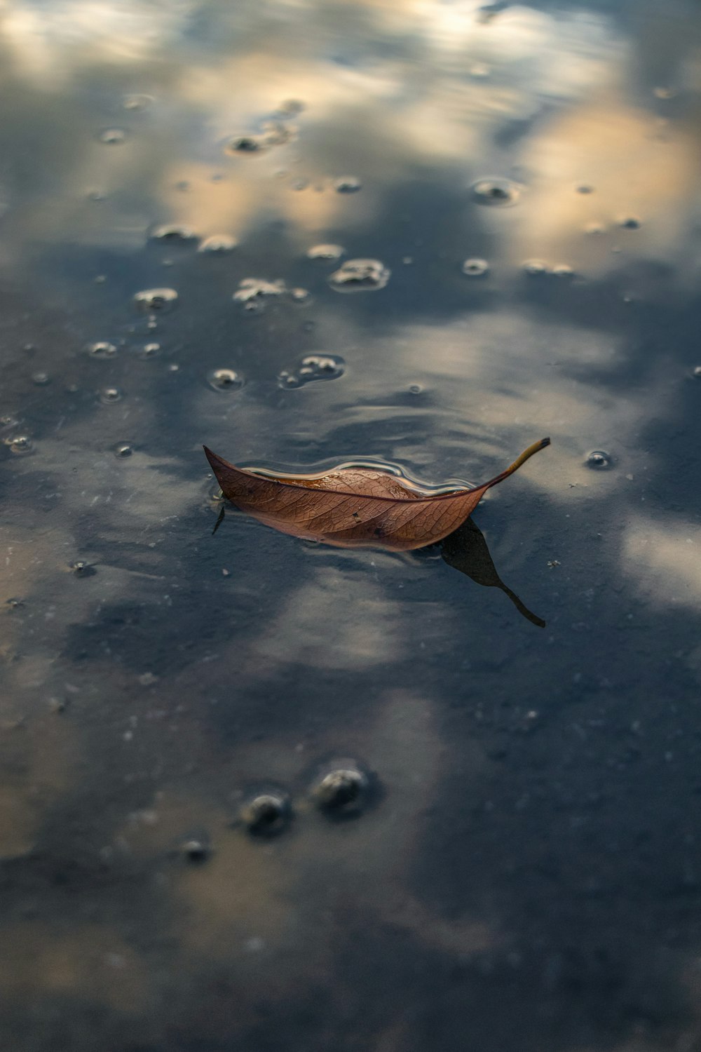 a fish swimming in water