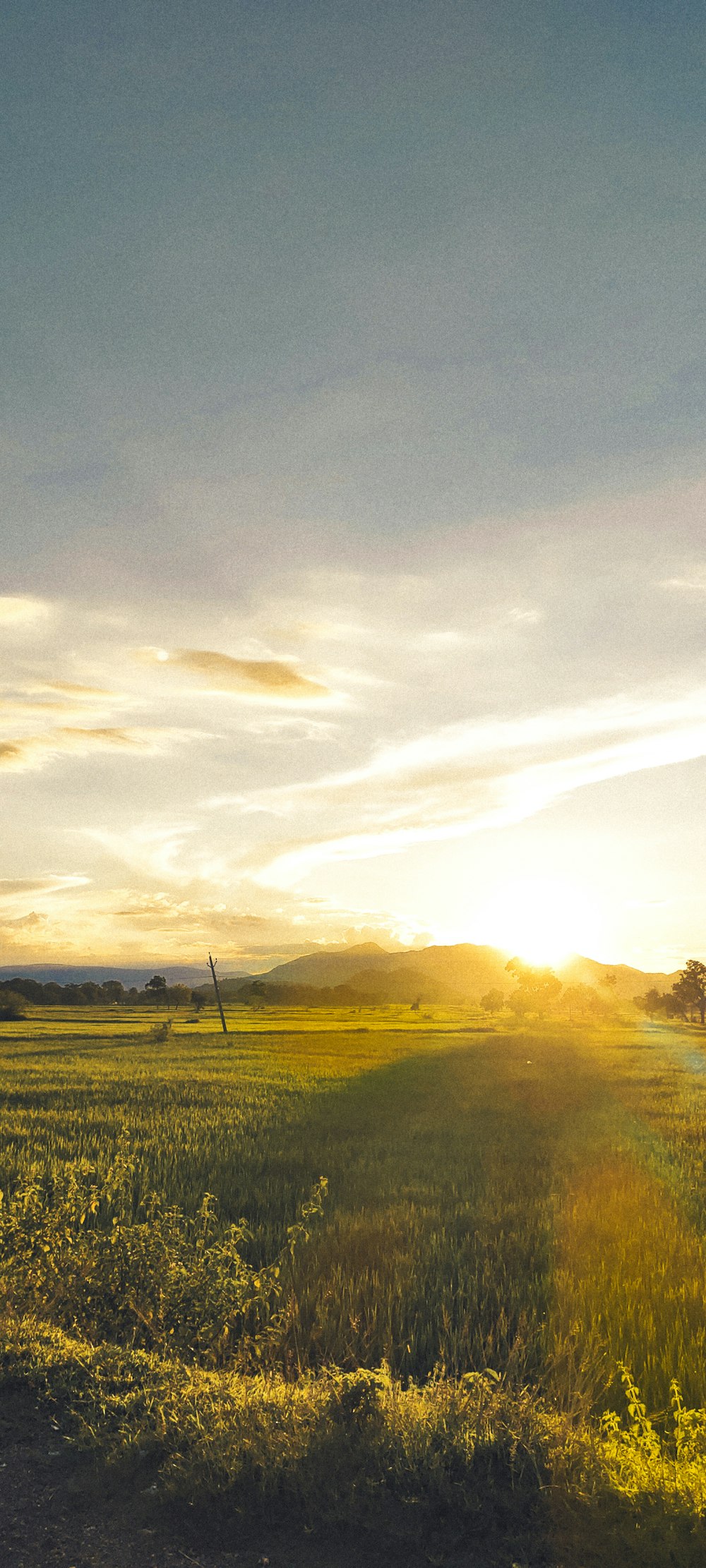 a field of flowers with a sunset in the background